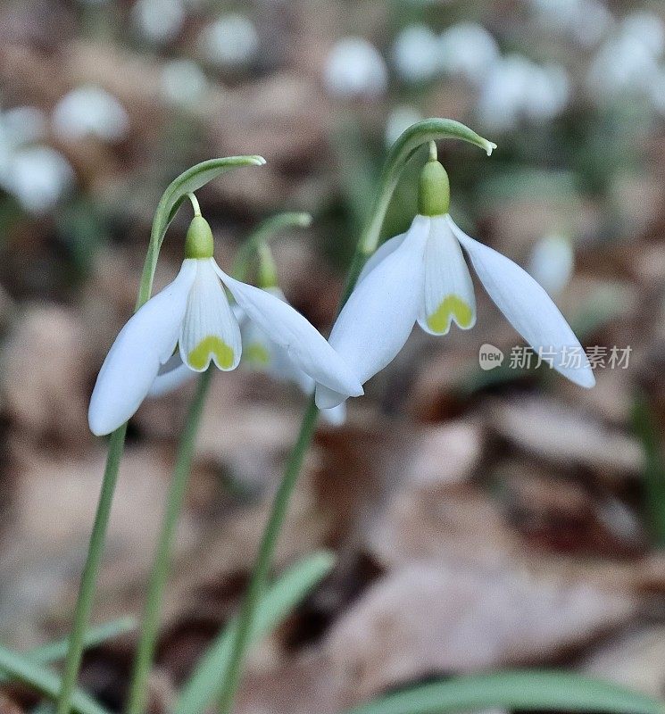 雪花莲