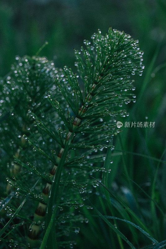 特写绿色苔藓