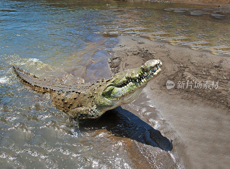 鳄鱼从水中升起，塔科勒斯河，尼科亚湾，哥斯达黎加