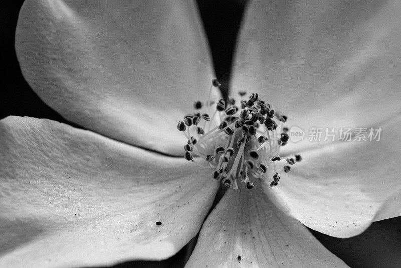 野玫瑰果。黑白照片