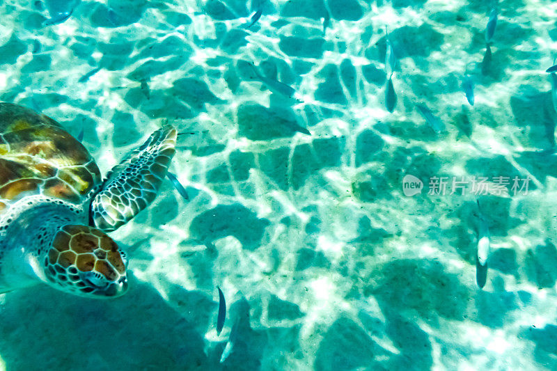 加勒比海水下的野生绿海龟