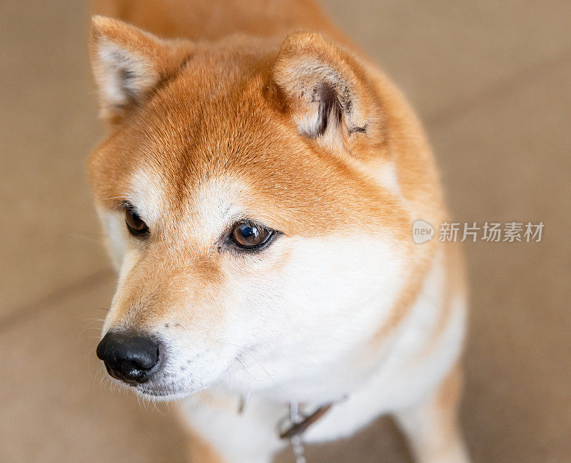 狗的特写肖像