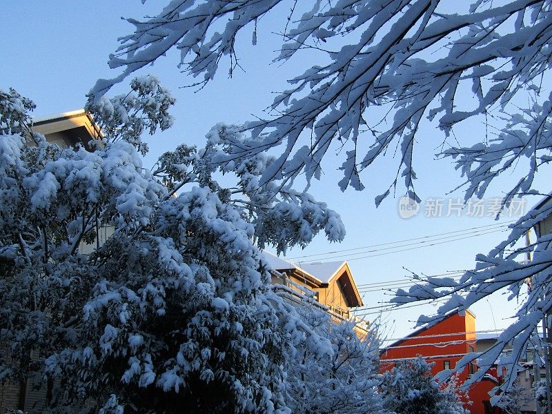 日本。1月。雨夜后的阳光明媚的早晨。