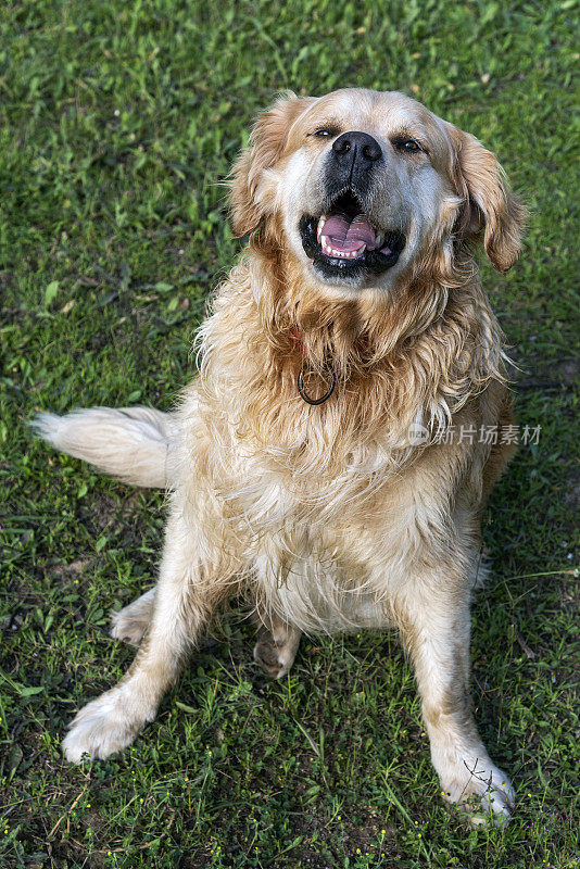 可爱的金毛猎犬坐在花园里的草地上