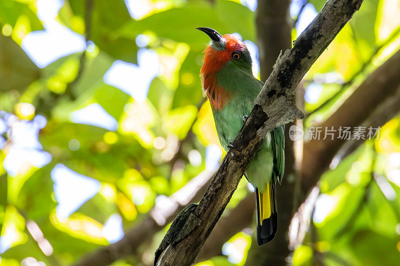 红胡子食蜂鸟在树枝上的自然，分辨率为4k