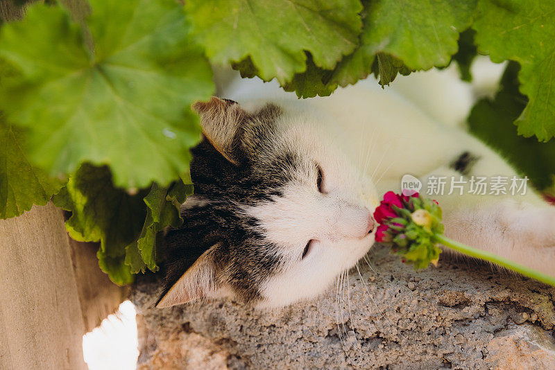 可爱的黄眼睛猫放松在绿色的开花花园