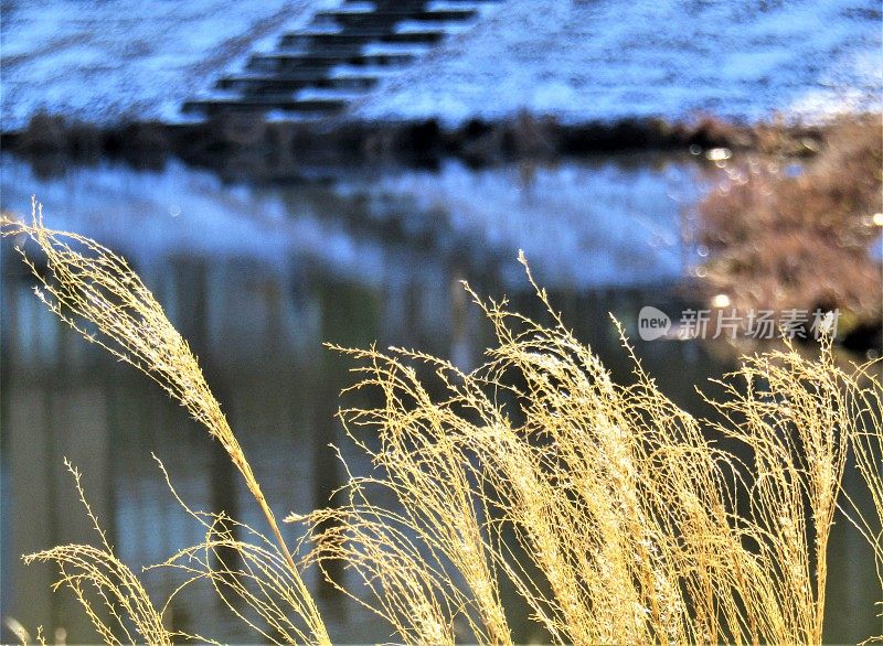 日本。2月。池塘边的草。