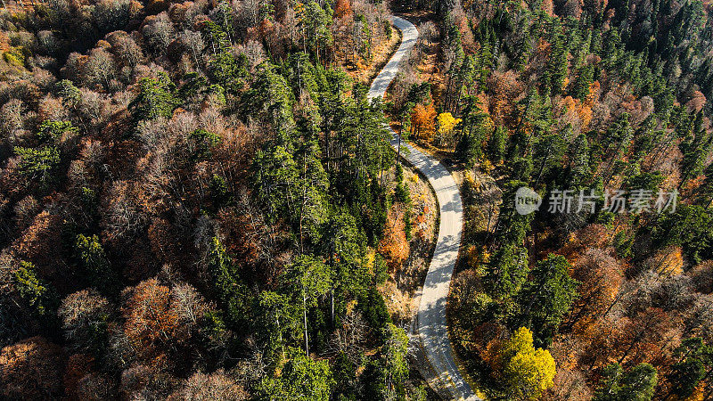 秋天的道路上，秋天的无人机翱翔，秋天的树木，汽车行驶在树木，五颜六色的秋天的树木，慢慢上升的无人机