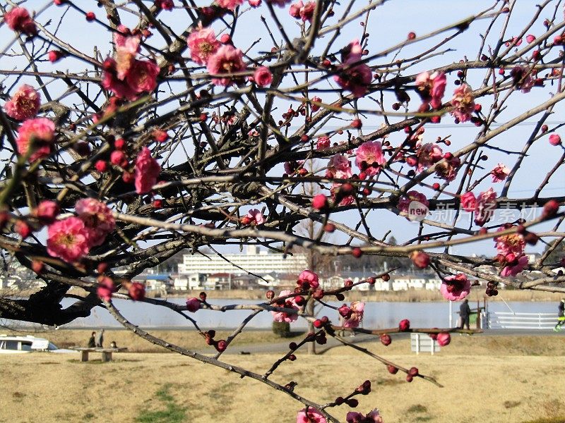 日本。2月。漂亮的晴天。在湖边。