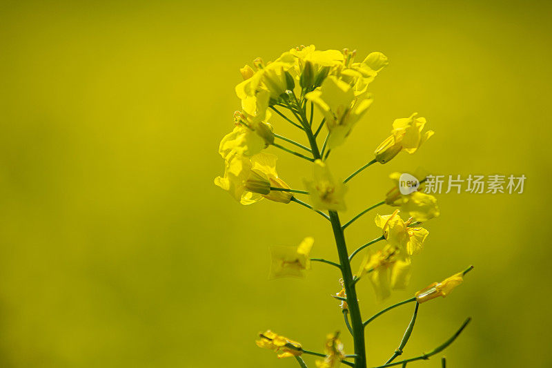 开花油菜植株的特写