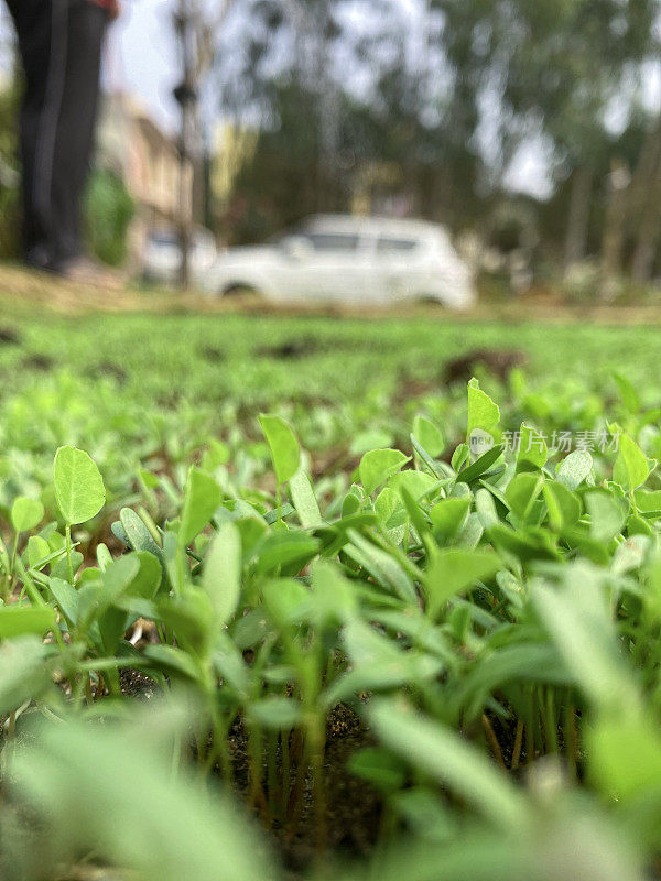 花园分配地块的图像，由种植了幼苗、胡芦巴植物的模压土壤形成的凸起的菜床，背景是无法识别的园丁，重点是前景，表面水平