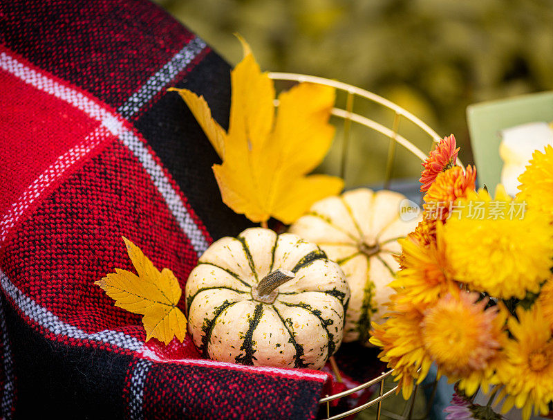 秋天静物画南瓜，花菊花和红毯放在桌子上。秋天背景