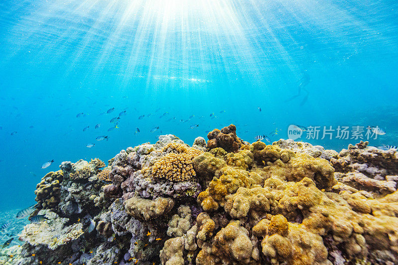 五彩斑斓的水下自然背景，健康的珊瑚礁生态系统，鱼和自然太阳光和深蓝色的海洋。