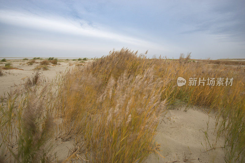 沙滩上的沙丘草随风飘动