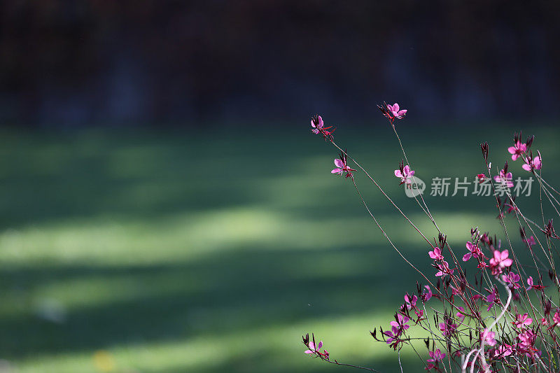 虚拟化背景，美丽的自然绿色背景与花朵