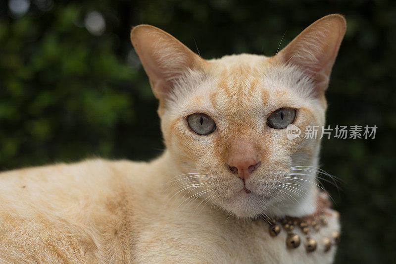 看起来像猫的头