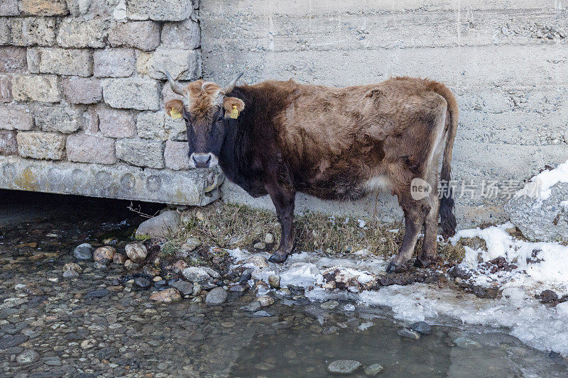 梅斯蒂亚，斯瓦内蒂，格鲁吉亚村庄里靠着混凝土墙的“奶牛”