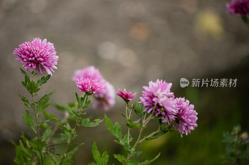 近近软紫色的菊花自然