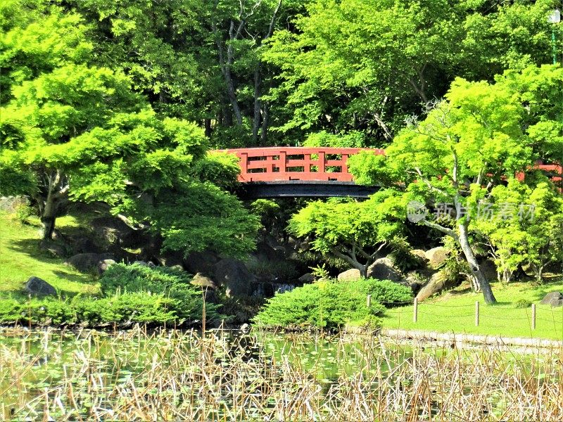 日本。4月。红色的人行桥横跨公园里的小河。