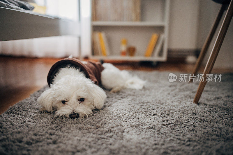 可爱的狗狗在地毯上放松