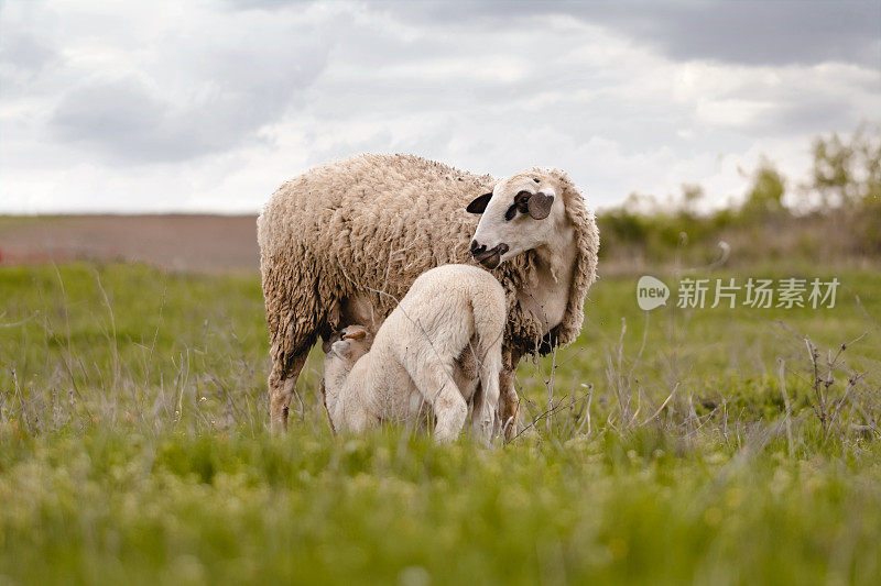 小羊羔正在吃母羊的奶