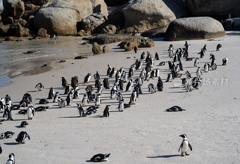 南非开普敦外著名的巨石海滩上的野生非洲角企鹅