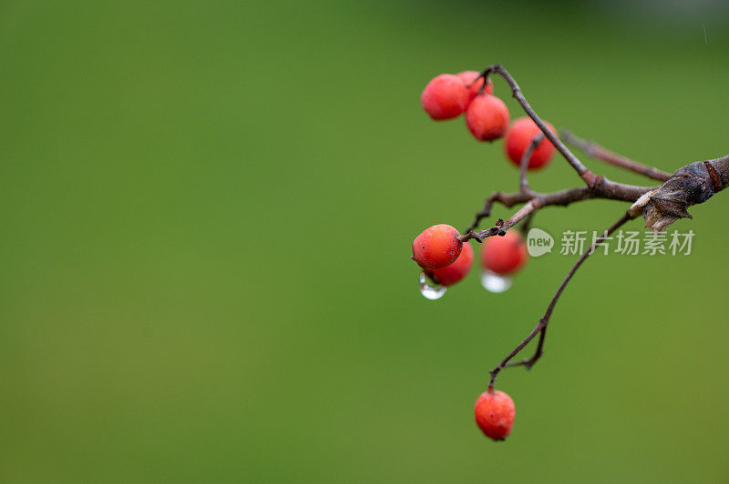 花楸在树枝上。