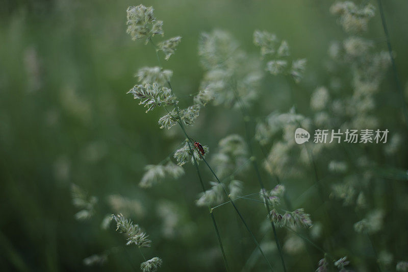 一只甲虫坐在一片草叶上。抽象的绿叶纹理，自然背景。一个甲虫消防员爬上了一根草茎