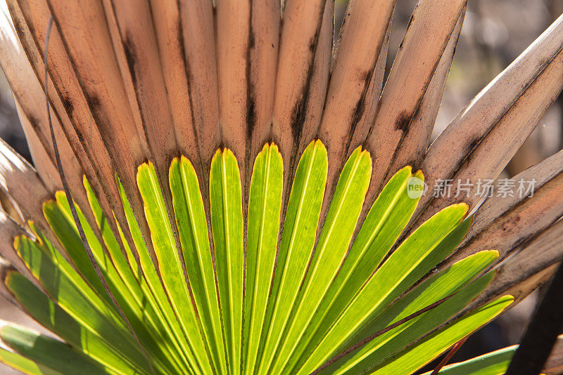 近景背光锯棕榈叶新生长，几周后规定的燃烧，与绿色色调的会议烧焦的地区