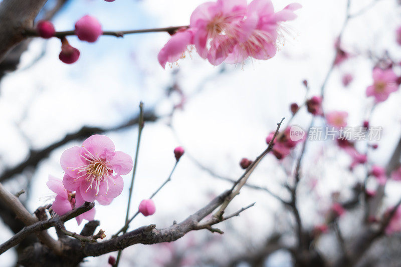 粉梅花