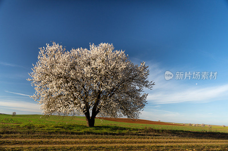 春天，在蓝天碧绿的田野里，孤独的杏树在开花。