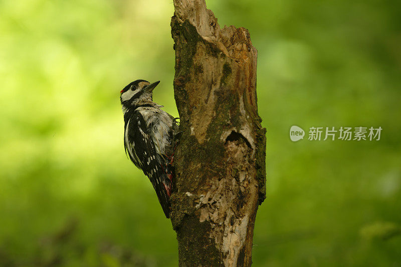 大斑点啄木鸟(主要是石鹦鹉)