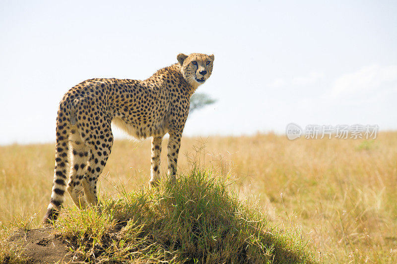 肯尼亚白蚁丘上的非洲猎豹