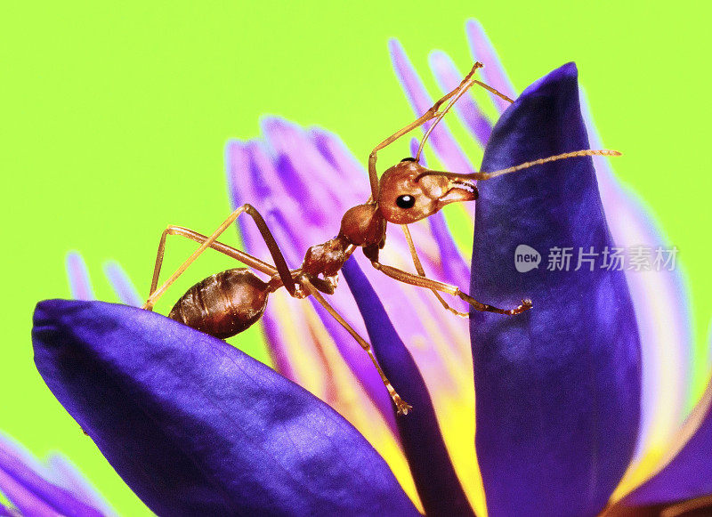 蚂蚁攀爬睡莲的花瓣和花粉的绿色背景。