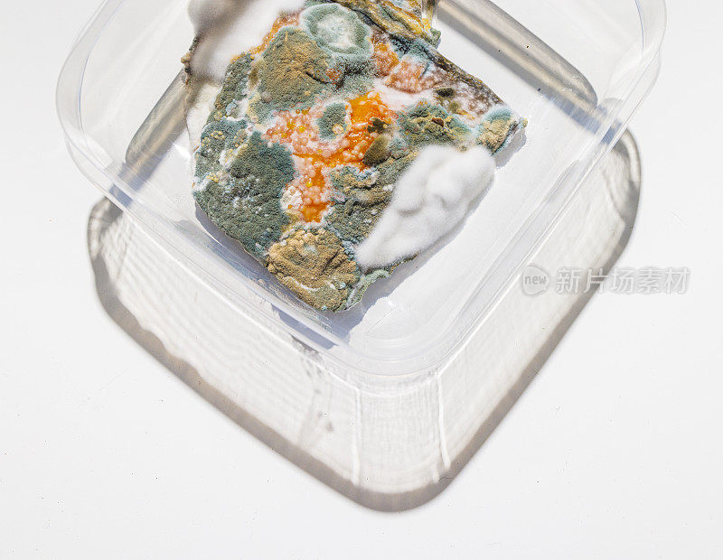 装在塑料午餐盒里的腐烂鲑鱼片，上面长满了霉菌和细菌。
