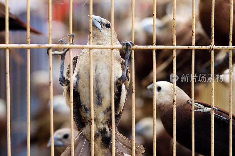 在笼子里的白头鸟的特写照片。