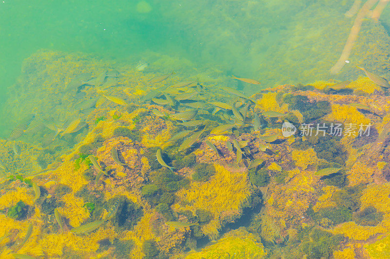 海洋背景。蓝水之鱼