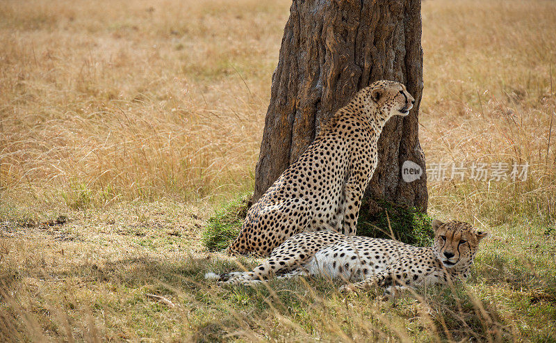 非洲猎豹在树干旁休息