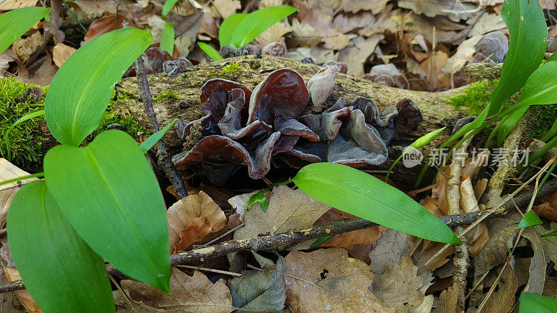 森林里的木耳菇和木蒜