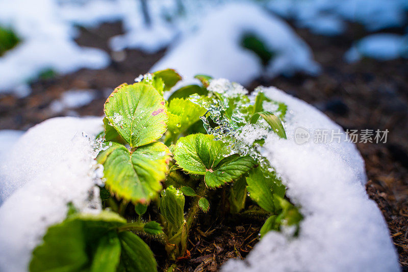 冬天过后，一丛草莓在融化的雪下苏醒，特写。第一次暖化后，园床内植物苏醒。浅浅的春雪覆盖了植物