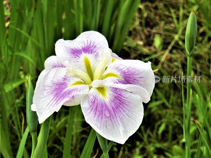 日本。6月。虹膜花。