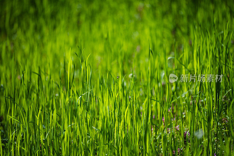 春天的绿草背景