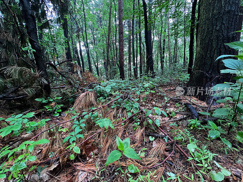 雨后森林