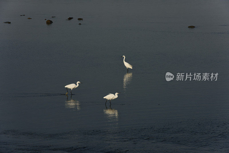 湿地苍鹭在夕阳下觅食