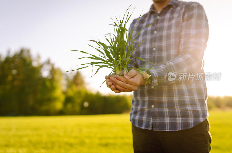 农民在地里察看小麦苗。绿小麦在土壤中生长。