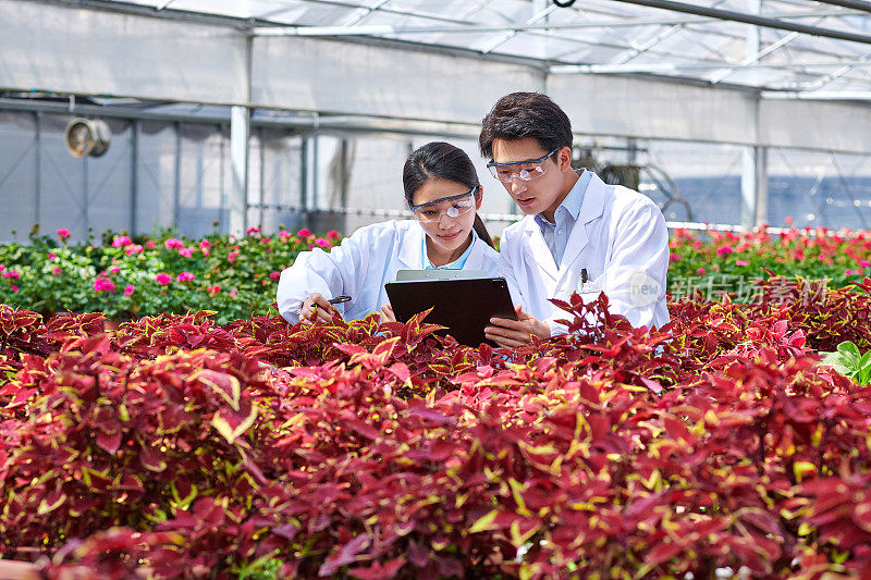 两位亚洲科学家在花卉温室检查植物