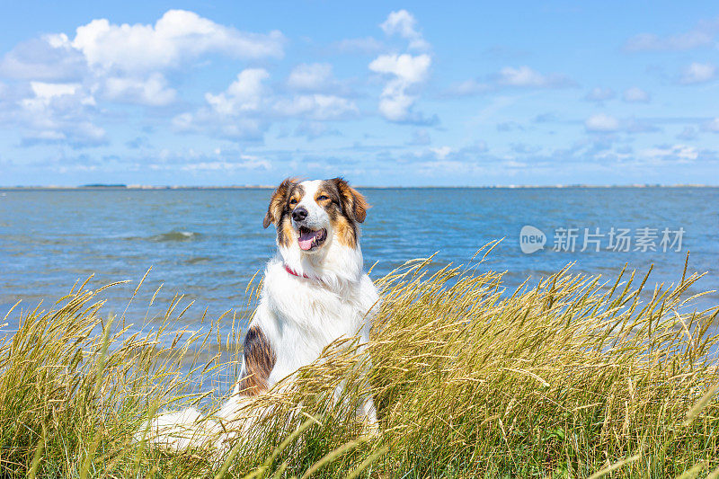 在德国东弗里斯兰的北海地区，一只狗坐在夏日的海滩上