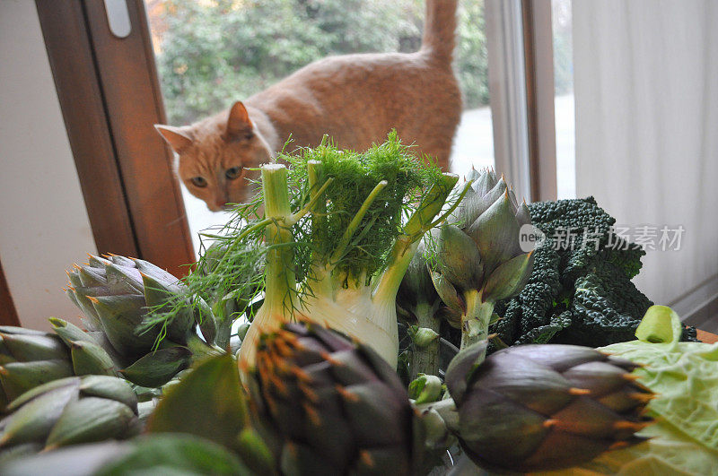 混合蔬菜素食与猫