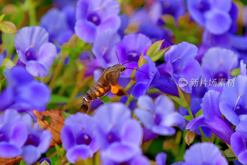 蜂鸟鹰蛾悬停与吸蜜