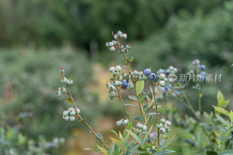 果园里未成熟的蓝莓